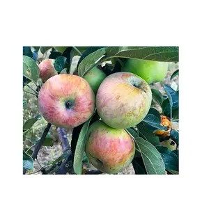 德国格雷文斯坦苹果 | 红鲜苹果 | 批发价格快速发货的新鲜水果