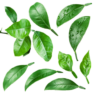 FEUILLES DE LIME CONGELÉES IQF 100% HERBES NATURELLES PREMIUM EXPORTATION EN VRAC DU VIETNAM - Product Image 2