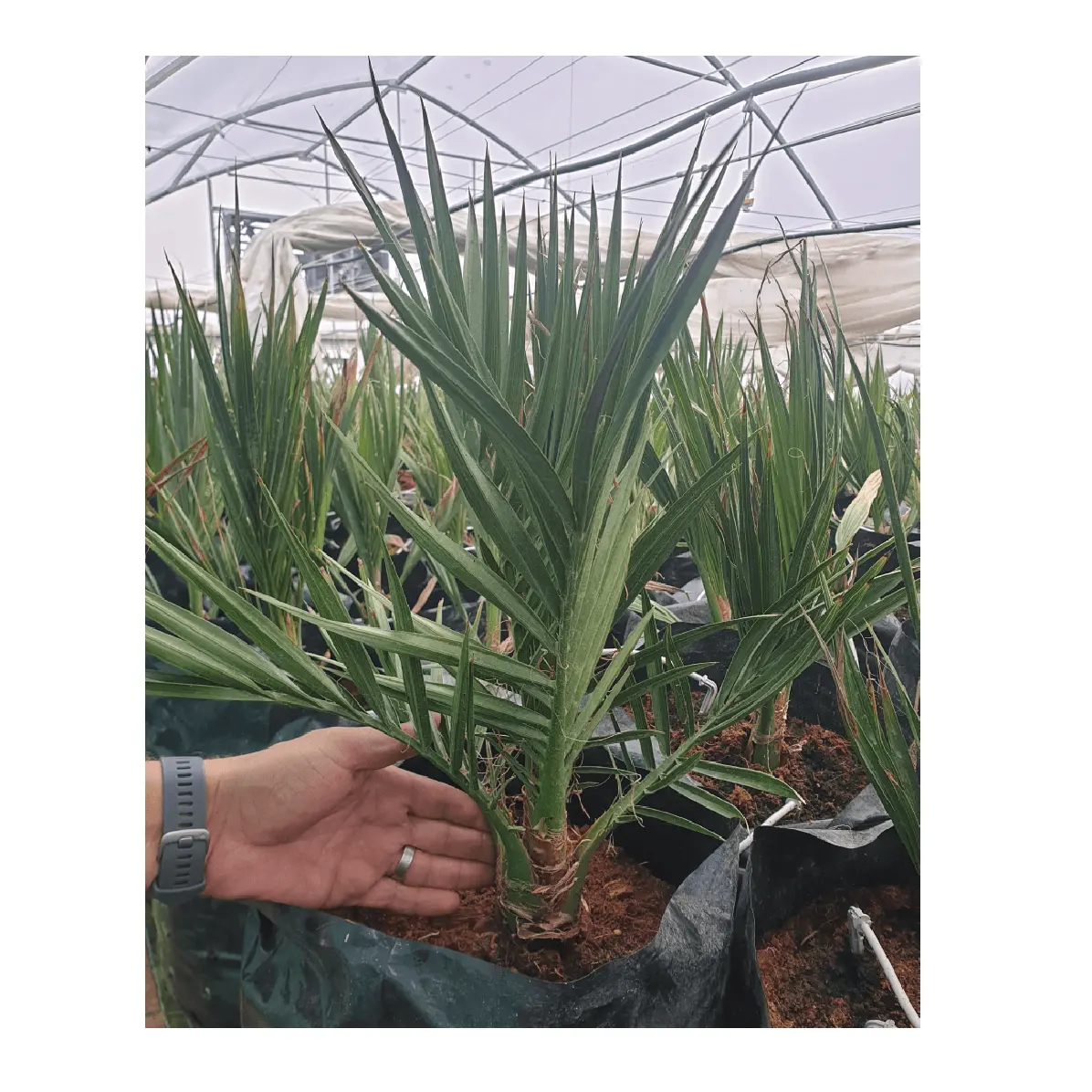 Palmier à la demande pour la Culture de tissus en plein air palmiers à la Date disponibles à des prix adorables pour l'exportation