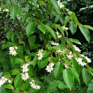 100 Huile de benzoïne pure et naturelle Gomme Huile de benzoïne Huile de benzoïne Styrax - Product Image 3