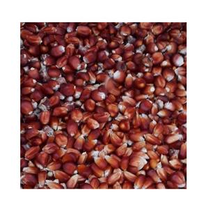 Maíz Rojo Orgánico Natural de Calidad de Exportación Estándar a Precio de Mayoreo - Product Image 5