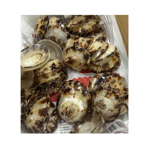 Wholesale Bulk Natural Limpet shell Seashells for Crafts and Decoration