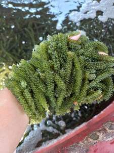 Premium Organic Dehydrated Seagrapes Green Caviar Umibudo High Nutrition Seaweed from Vietnam - Product Image 3