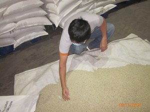 Pimienta Negra de Vietnam MC ASTA FAQ, Pimienta Entera Seca, Suministro de Fábrica, Exportación, Venta al por Mayor de Especias - Product Image 4