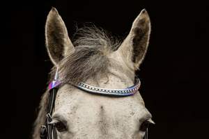 Nueva Brida Anatómica Negra Equipride con Acabado Metálico Patentado y Riendas Antideslizantes de Cuero Holográfico - Product Image 2