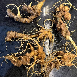 Rễ nhân sâm Linh Linh/thuốc tiên cao cấp của thiên nhiên/sản xuất tại Việt Nam - Product Image 6