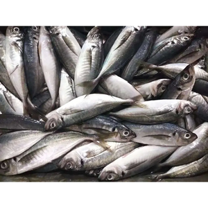 Top-Grade Frozen Yellow Tail Cavalo Cavala para Grelhar Fritar Stews Bulk Orders Bem-vindo - Product Image 1