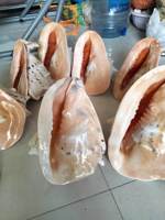 GRANDE QUANTITÉ DE COQUILLES MARINES NATURELLES DE STYLE NAUTIQUE DU VIETNAM - PLUSIEURS TYPES - ARTISANAT DIY POUR LA DÉCORATION DE LA MAISON ET LES CADEAUX - PRIX BAS