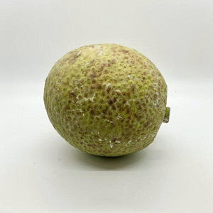 ขนมปังก้อนธรรมชาติ (สาเก)/เกรดพรีเมี่ยมแช่แข็ง/พร้อมใช้ในบริการอาหาร - Product Image 4