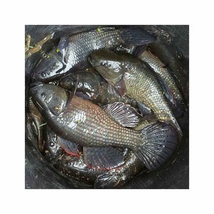 Poisson Chame frais disponible en vrac à des prix de gros compétitifs pour les marchés mondiaux - Product Image 1