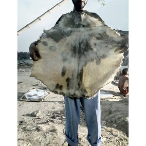 Peau de tête de tambour de haute qualité Instrument de musique peau de tambour peau de tambour en cuir à vendre fabriqué au Pakistan à bas prix - Product Image 4