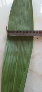 Hojas de Bambú Secas de Vietnam, Tamaño Uniforme, Color Natural, Suministro a Granel Directo de Fábrica, Adecuado para Envolver Alimentos y Distribuidores de Artesanías - Product Image 2