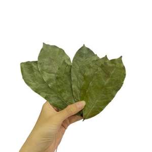 Los alimentos saludables tienen beneficios potenciales para la salud 100% Hojas de Guanábana secas orgánicas naturales de VIET NAM - Product Image 1