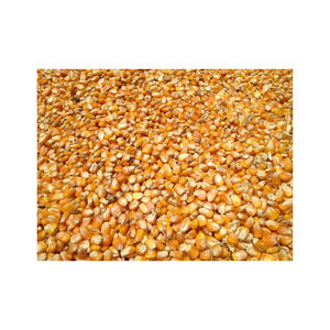 Maíz amarillo dulce/no GMO, maíz amarillo a granel, fabricante de Tailandia, venta al por mayor para la exportación, 2020 - Product Image 4