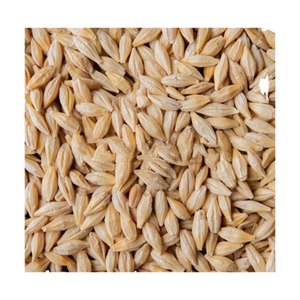 Semillas de cebada para alimentación de ganado, brotes de cebada para ovejas, granos de cebada directamente de fábrica, 2 años de vida útil. - Product Image 5
