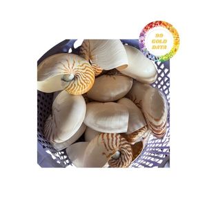 Conchas marinas Nautilus pulidas naturales grandes con acento de abulón perfectas para decoración única del hogar y usos artesanales - Product Image 1