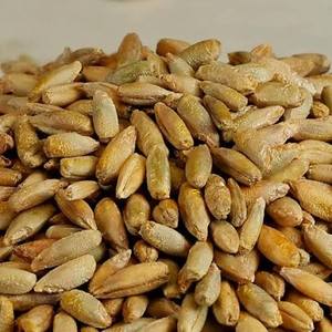 High Quality Natural Dried VF Processed Common Cultivation Ryegrass <b>Seeds</b> South Africa Origin Food Grade Poly Bags <b>Storage</b> - Product Image 2