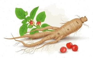 Fabricantes al por mayor del sur de la India para la calidad superior Ashwagandha Roots se utiliza para el crecimiento de la inmunidad corporal con Un buen embalaje - Product Image 3