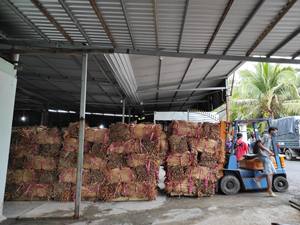 HYACINTHE D'EAU BRUTE SÉCHÉE DU VIETNAM - Product Image 3