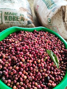 HANCOFFEE Vietnam Nouveaux Grains de Café Vert Arabica - Prix le Plus Bas - Meilleur Prix - Grade 3 Grains de Café Brut Non Torréfiés - Product Image 4