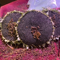 Graines de tournesol brutes séchées biologiques de qualité supérieure de Chine, 363, grande taille, haute plénitude