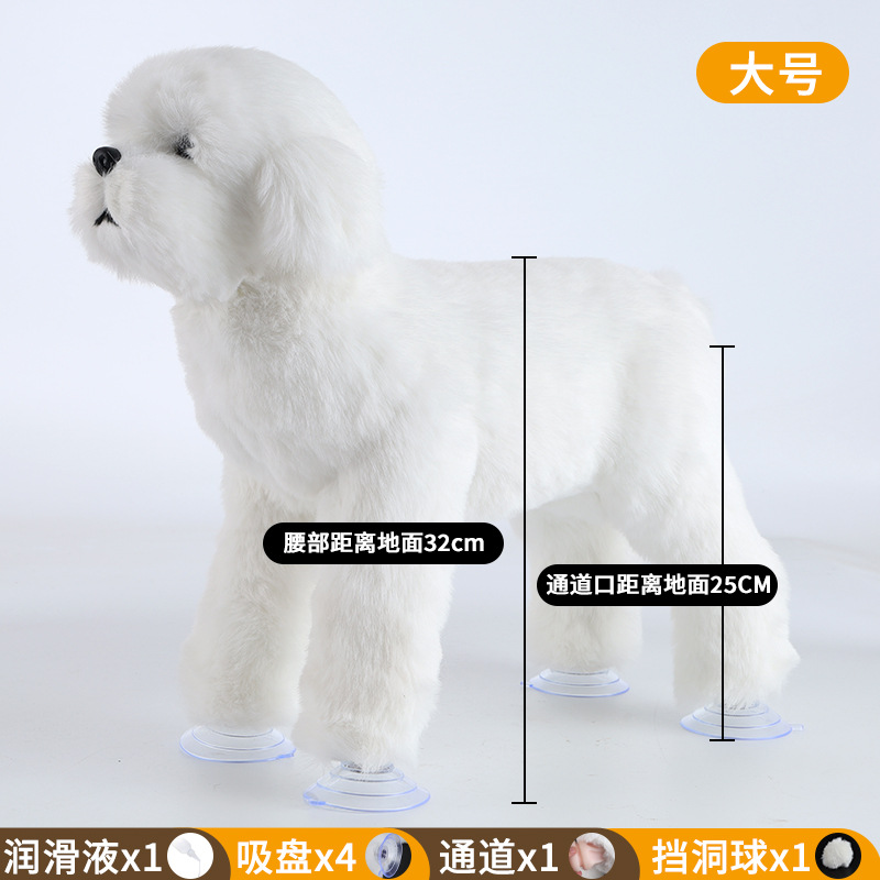 Bichon, ขาว, ใหญ่, ความสูงประตู25ซม