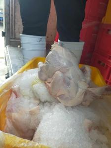 Piernas de Pollo Congeladas Orgánicas Halal de Alta Calidad, Sin Hormonas, en Venta al por Mayor - Product Image 2