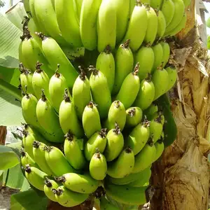 天然优质绿色黄色卡文迪许香蕉批发高档香蕉最优惠价格新鲜香蕉