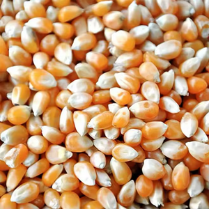 Maïs jaune et blanc biologique non OGM, maïs sucré séché pour l'alimentation humaine et animale - Product Image 3