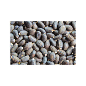 Semillas de jatropha secadas al sol naturales de 2 años de vida útil de alta viabilidad para uso agrícola con servicio OEM/ODM - Product Image 4