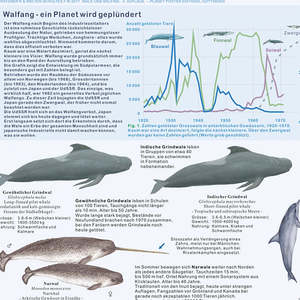Modern DIN A1 <b>Poster</b> of Whales and Dolphins in German Made of Paper for Wall Usage - Product Image 3
