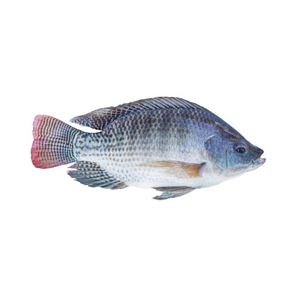 Tilapia congelada de primera calidad, procesada, fresca y empaquetada a granel para restaurantes y distribuidores - Product Image 4