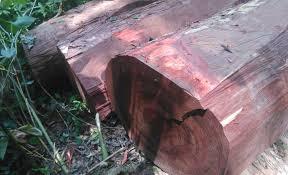 Redwood Troncos Sequoia Troncos Premium Redwood Logsb - Product Image 3