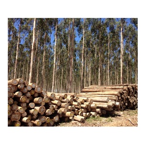 Eucalyptus Wood Round <b>Logs</b> for Paper Pulp - Industrial Grade, Large Quantity - Product Image 1