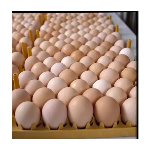 أفضل سعر طاولة طازجة بقشرة بيضاء/بنية لبيض الدجاج متوفر بكميات كبيرة مع تعبئة مخصصة