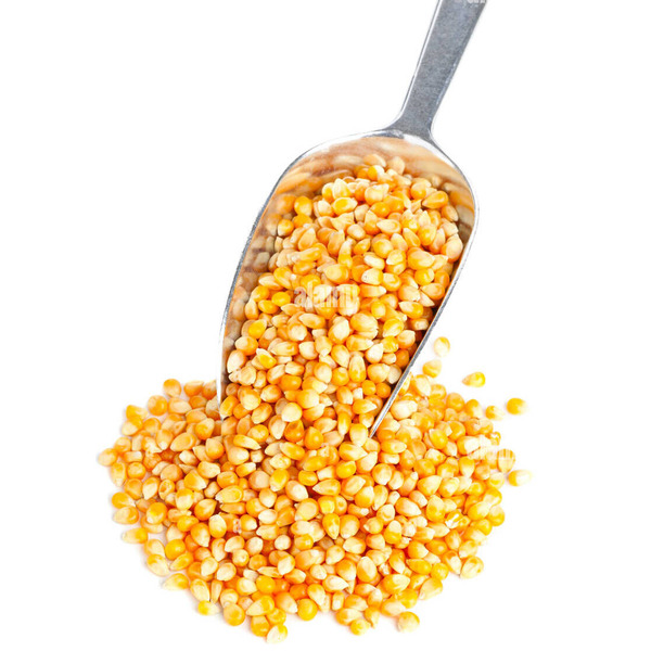 Горячая Распродажа, новый урожай желтой кукурузы, кукуруза для людей и животных, кормовое потребление, Желтая Кукуруза для птицы