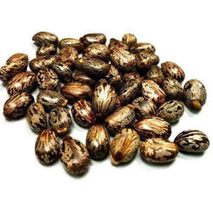 Semillas de Ricino de Alta Calidad, Aceite de Ricino Natural en Bolsa de 25 kg para Consumo Humano, Económico - Product Image 1