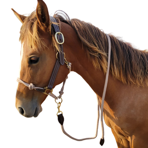 Tambor equino cabestro de cuero de caballo estilo sillín australiano al por mayor de fabricante teñido con equipo de caballo de cuerda cosida elegante - Product Image 1