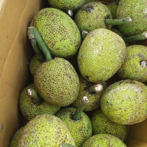 L'approvisionnement en fruits à pain congelés du Vietnam en forme de cube ou de tranche conserve la saveur et la nutrition naturelles - Product Image 2