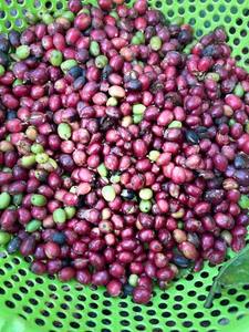 Nueva cosecha Arábica Granos verdes Café Estándar internacional Granos de café vietnamitas Arábica-HANCOFFEE Área de cultivo - Product Image 4