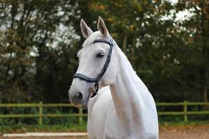 Liberté Confort Bride Prix bon marché Vente en gros Nouvelle tendance Style à la mode Dernière conception Bride en cuir de cheval de haute qualité - Product Image 5