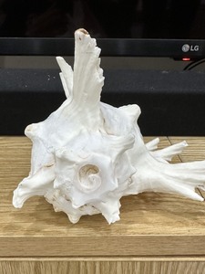 Meilleure vente mosaïque de coquillages naturels tun coquillage blanc et caramel brun tacheté mosaïque tun coquillage variété de coquillages exportation de coquillages - Product Image 2