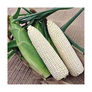 ราคาสวยงาม NON Gmo ข้าวโพดขาวขายส่ง ผู้ผลิตสูงใหม่ วัสดุที่ดีที่สุด ด้วยอัตราราคาถูก - Product Image 5