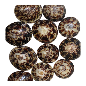 Artesanía de temática costera con concha de Lapa por el exportador de Vietnam 99 Datos de oro para arte y uso interior - Product Image 2