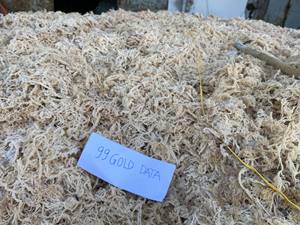 มอสจากทะเลเค็มแบบพรีเมี่ยมสำหรับเก็บเกี่ยวธรรมชาติสาหร่ายโนริแห้งจากเวียดนามสำหรับบำรุงผิวและใช้เป็นอาหาร - Product Image 2