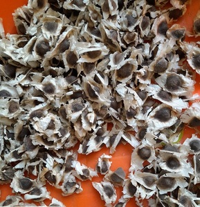 Graines de Moringa en gros |   Qualité biologique |   Fournisseur indien de confiance - Product Image 4