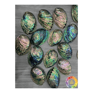 เปลือกหอยเป๋าฮื้อธรรมชาติทะเลเปลือกหอยสำหรับงานฝีมือ DIY งานฝีมือธรรมชาติของตกแต่งบ้านสีฟ้าเขียว - Product Image 6