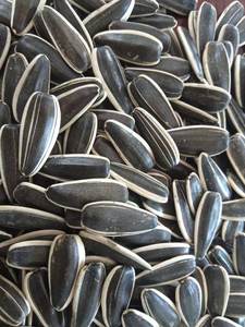 Noix de haute qualité, graines de tournesol biologiques, noyaux de graines de tournesol en gros, graines de tournesol prêtes à l'exportation, Belgique - Product Image 6