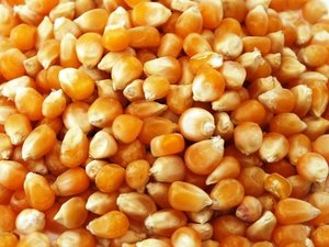 Maíz amarillo orgánico sin OGM secado con 99.99% de pureza y 48% de proteína para consumo humano y alimentación animal (bolsas de PP de 25/50Kg) - Product Image 3