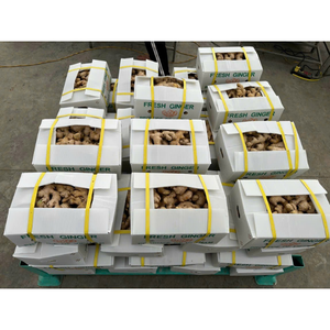 Premium <b>Fresh</b> <b>Ginger</b> From Vietnam | Rich Taste High Nutritional Value - Product Image 6